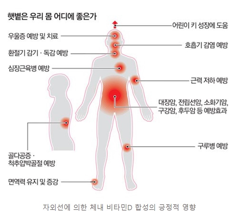 자외선에 의한 체내 비타민D 합성의 긍정적 영향